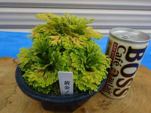 i.... goods { yellow gold no.}11 year thing rock pine volume Kashiwa classic gardening plant iwahiba bonsai 