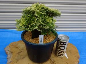 i.... goods {.. crane }17 year thing rock pine volume Kashiwa classic gardening plant iwahiba bonsai 