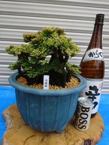 i... super ultra rare . goods { gold ..}50 year thing rock pine volume Kashiwa classic gardening plant iwahiba bonsai 