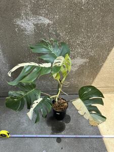 H5:モンステラ ボルシギアナ アルボ ホワイトタイガー斑入り Monstera Borsigiana Albo Variegated