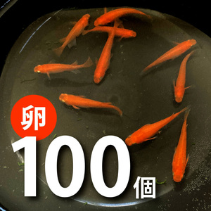 紅帝メダカの卵 100個