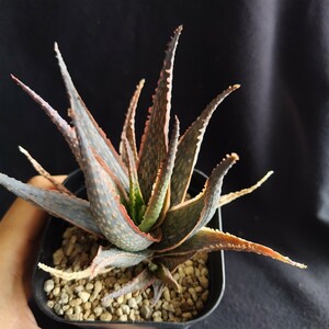  aloe SP No2 pulling out seedling shipping 