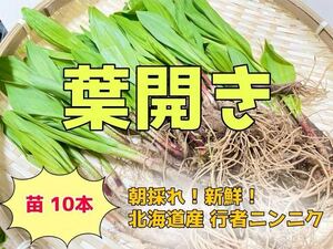 北海道産 天然物 行者ニンニク 苗10本　葉開き 