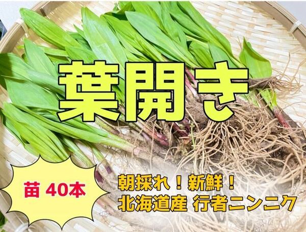 北海道産 天然物 行者ニンニク 苗40本　葉開き