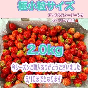 極小粒サイズ　 約2.0kg　紅ほっぺ　いちご 