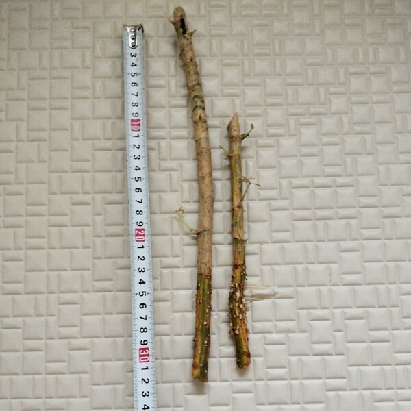 カポック 苗木　2本セット　30センチ前後　ホンコンカポック　観葉植物　斑入りホンコンカポック （ シェフレラ ）根出し　新芽