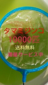 タマミジンコ　約10000匹　グリーンウォーター メダカの餌　活餌