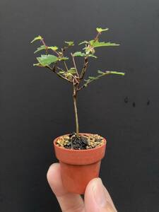  real raw keyaki* mini bonsai * material 