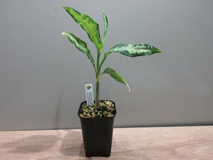 【Ver.福間】アグラオネマ Aglaonema pictum” White Chariot”1st campur from ver.福間 Sumatra Barat 【AZ0514-2】