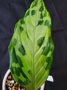 【美緑】 Aglaonema Pictum Tricolor from Sumatera barat AZ便