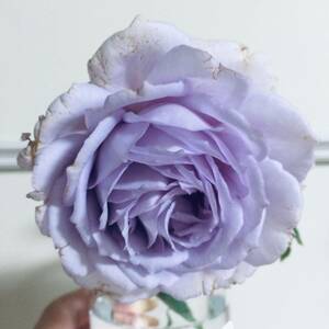  роза рассада редкость товар вид голубой Mist контактный дерево рассада оттенок голубого аромат вид 6 номер горшок 