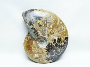 誠安◆極品天然AAAアンモナイト化石[T723-1623]