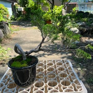  genuine Kashiwa bonsai .. material Gin car li