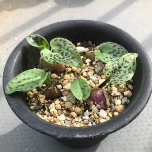 ドリミオプシス 5　Drimiopsis　斑入り 球根　観葉 植物　まとめ売り　お買い得 抜き苗のおまけつき ピクミンのような可愛い植物