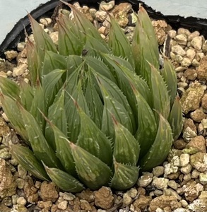 ハオルチア　Haworthia cooperi var.isabellae MBB6910 De Plaat