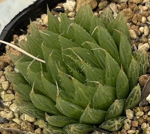 ハオルチア　Haworthia cooperi var.gracilis MBB6799 NW Patensie