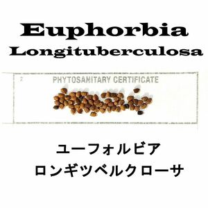 5月入荷 10粒 ユーフォルビア ロンギツベルクローサ 種 種子 植物検疫証明書