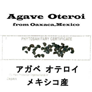 5月入荷 500粒+ メキシコ産 オテロイ 種子 種 証明書あり Agave oteroi チタノタ titanota FO-076 アガベ