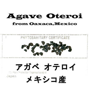 5月入荷 10粒+ メキシコ産 オテロイ 種子 種 証明書あり Agave oteroi チタノタ titanota FO-076 アガベ