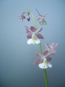 えびね蘭　ニオイエビネ　「　御蔵桜凛　」　御蔵島産天然種　　