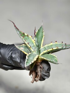 D11 rare agave montana Tiffany . entering finest quality . special selection excellent stock rare Agave montana Tiffan