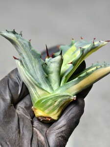 D28希少　AGAVE アガベ アメリカーナ　縞斑　斑入り　レア斑　極上斑　Agave americana cv. striata