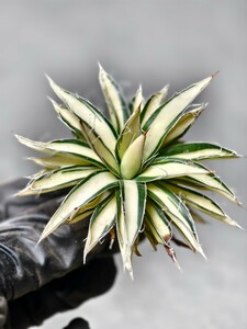 D31 succulent plant . type agave Queen .. snow . finest quality . yellow middle . rare kind 