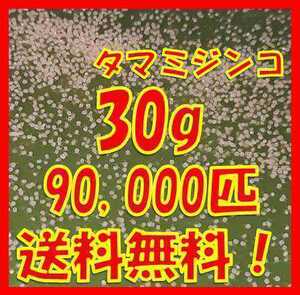 タマミジンコ30g+α90,000匹「めだか金魚熱帯魚の生き餌に！」