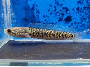 コウタイ　レッドギャラクシー　体長5センチほど　アナバス　スネークヘッド　チャンナ　熱帯魚