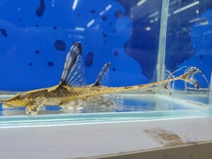 ロイヤルファロウエラ　ペア　ブリード　体長12～14センチほど　ロリカリア　ナマズ　オトシン　熱帯魚