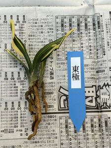 春蘭　チャボ ｛東極｝ 1本立 新芽付き 葉長さ約8cm 新芽付き｛韓国春蘭、寒蘭、日本春蘭、中国春蘭、中国蘭、山野草 ｝