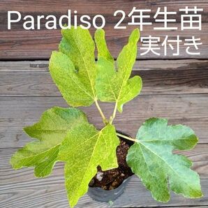 Paradiso いちじく2年生苗