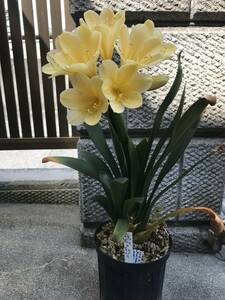 knsi Ran .. orchid yellow flower (..*. stock attaching )