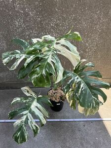 1 モンステラ ボルシギアナ アルボ ホワイトタイガー斑入り Monstera Borsigiana Albo Variegated