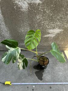 8 モンステラ ボルシギアナ アルボ ホワイトタイガー斑入り Monstera Borsigiana Albo Variegated