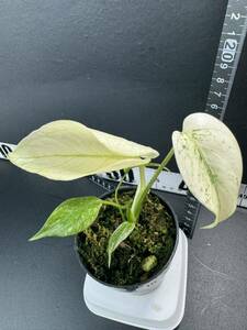 10 モンステラ デリシオーサ ホワイトモンスター Monstera deliciosa White Monster 組織培養苗 順化済