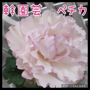 . gardening pechika blooming end stock 5 number potted plant label attaching regular goods 