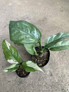 アグラオネマ 2種セット Aglaonema modestum variegata ' commutatum 'Alumina'