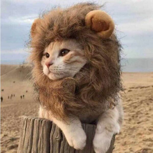 新品未使用 PETLESO 猫被り物 猫用帽子 猫 ライオン ウィッグ S