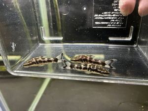 【1匹】ペルー便WILDゼブラオトシンリアル4cm±