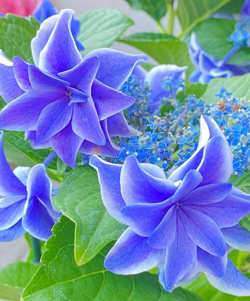 紫陽花 ハイドランジア ☆朱雀☆ブルー 5号 美しい花弁 満開の現在は圧巻です♪