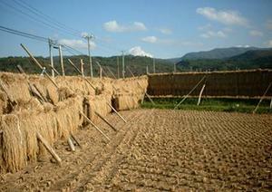  быстрое решение Aomori рис 23 год инспекция 1 и т.п. рис ..... неочищенный рис 24kg