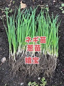  welsh onion seedling 100ps.