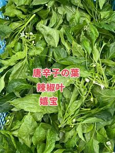  chili pepper leaf 200g