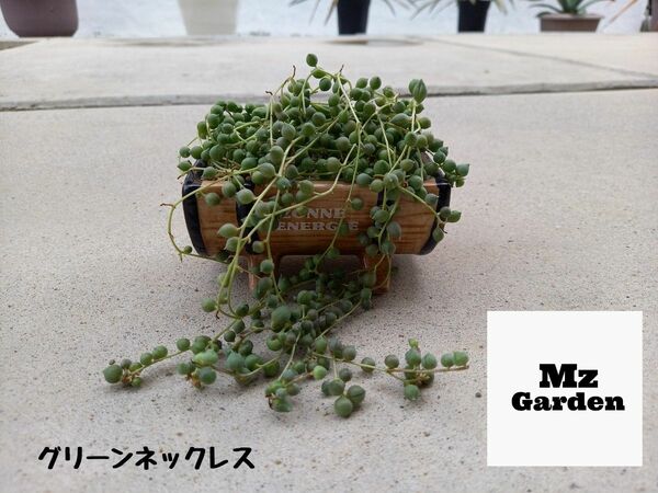 多肉植物　グリーンネックレス　抜き苗