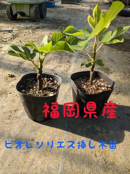 福岡県産　ビオレソリエス挿し木苗　2鉢セット