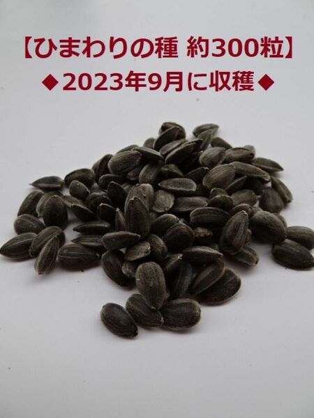 ひまわりの種【300粒】2023年採取♪向日葵の種.c