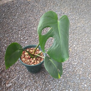 . go in monstera real raw seedling green .
