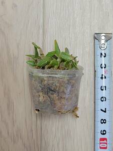 【デンドロビウム・ロディゲシー】ラン科　Dendrobium loddigesii　洋ラン　蘭　原種　orchid