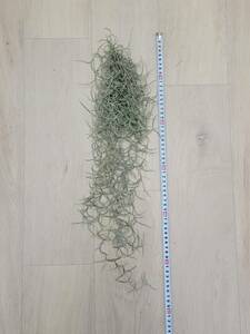 【ティランジア・ウスネオイデス】 Tillandsia usneoides　エアプランツ チランジア スパニッシュモス ブロメリア科　サルオガセモドキ